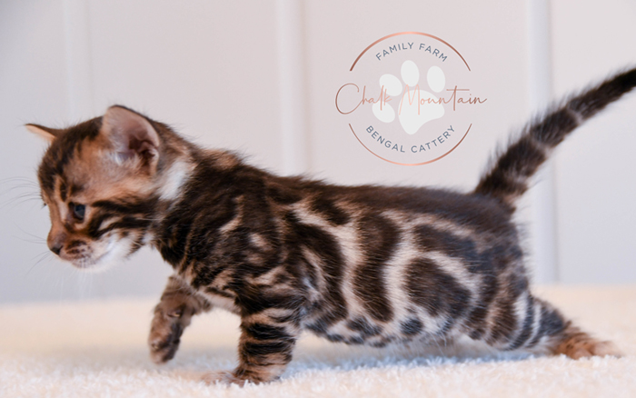 Bengal kitten for sale